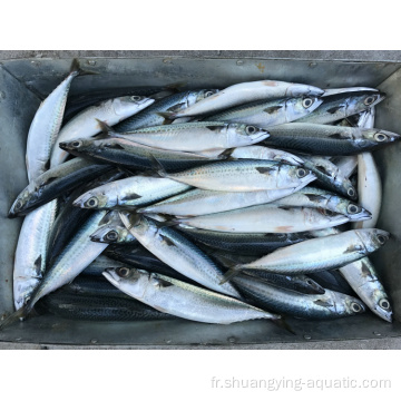 Seafrozen Scomber japonicus Mackerel Fish en stock